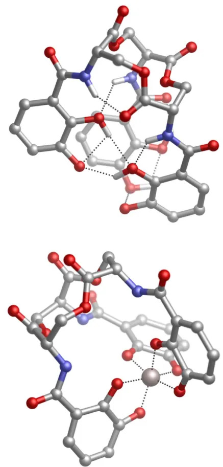 Figure  1.12.  (A)  Pre-organized  structure  of  free  Enterobactin  in  solution.  Intramolecular  interactions  and  significant  hydrogen  atoms  are  highlighted