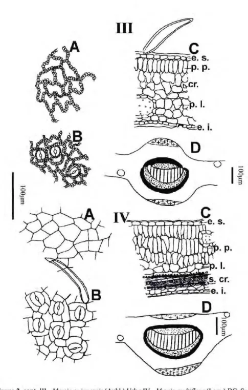 Figur a zyxwvutsrqponmlkjihgfedcbaZYXWVUTSRQPONMLKJIHGFEDCBA  2.  cont.  Ill - zyxwvutsrqponmlkjihgfedcbaZYXWVUTSRQPONMLKJIHGFEDCBA  Myrcia guianensis (Aubl.) Urb.;   IV -  Myrcia mulliflora (Lam.) DC