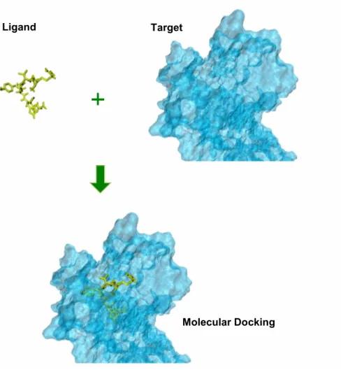 Fig. 8 – Representation of the Protein-Ligand Molecular Docking