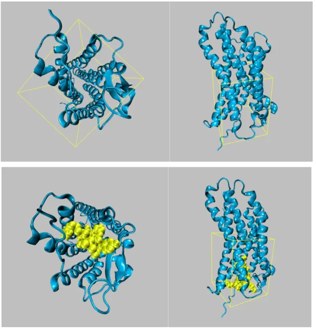 Fig. 9 – Representation with the box of the docking area of the AT1 receptor (blue), and docked Ang-II (yellow).