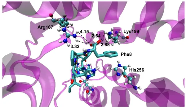 Fig.  10 – Representation  of  the  predicted  binding  site  of  Ang-II  (licorice)  in  the  AT1  receptor  (NewCartoon magenta)