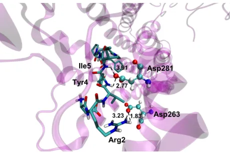 Fig. 12 – Representation of the interaction between Tyr4 and Ile5 of Ang-II and Asp281 of the AT1 receptor, and the interaction between Arg2 of Ang-II and Asp263 of the AT1 receptor