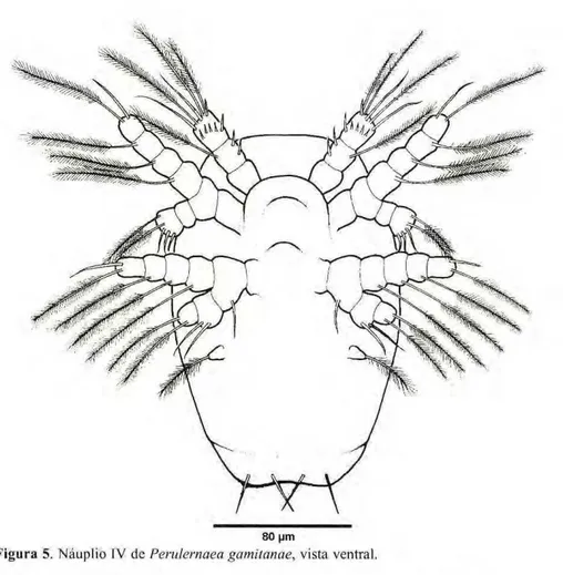 Figura 5. zyxwvutsrqponmlkjihgfedcbaZYXWVUTSRQPONMLKJIHGFEDCBA  Náuplio IV dc zyxwvutsrqponmlkjihgfedcbaZYXWVUTSRQPONMLKJIHGFEDCBA  Perulernaea gamitanae, vista ventral
