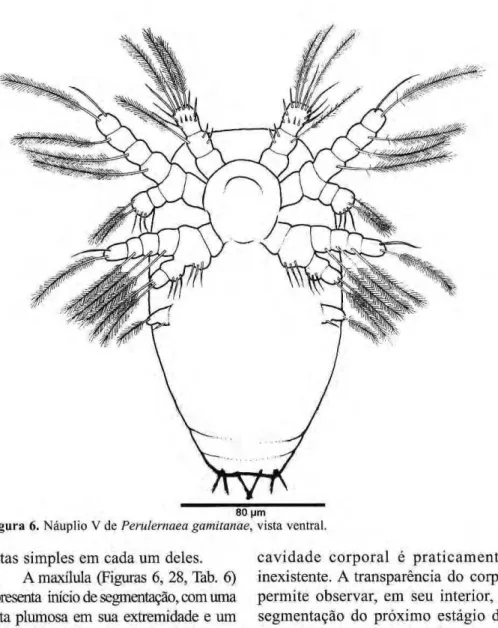 Figura 6. zyxwvutsrqponmlkjihgfedcbaZYXWVUTSRQPONMLKJIHGFEDCBA  Náuplio V de zyxwvutsrqponmlkjihgfedcbaZYXWVUTSRQPONMLKJIHGFEDCBA  Perulernaea gamitanae, vista ventral