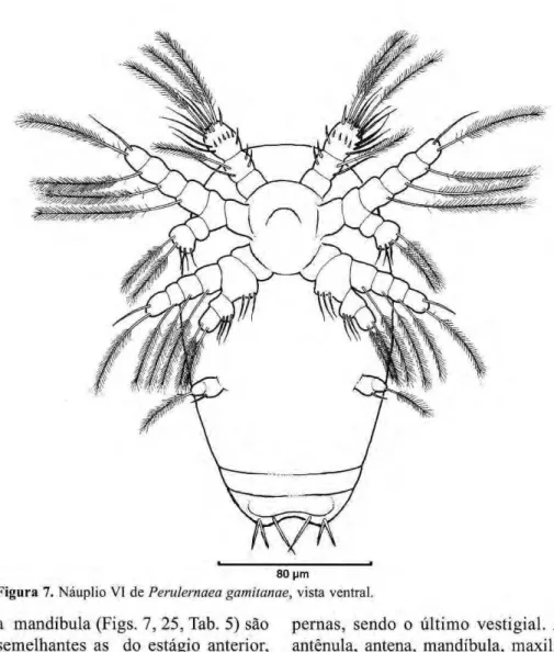 Figura 7. zyxwvutsrqponmlkjihgfedcbaZYXWVUTSRQPONMLKJIHGFEDCBA  Náuplio VI de zyxwvutsrqponmlkjihgfedcbaZYXWVUTSRQPONMLKJIHGFEDCBA  Perulernaea gamitanae, vista ventral