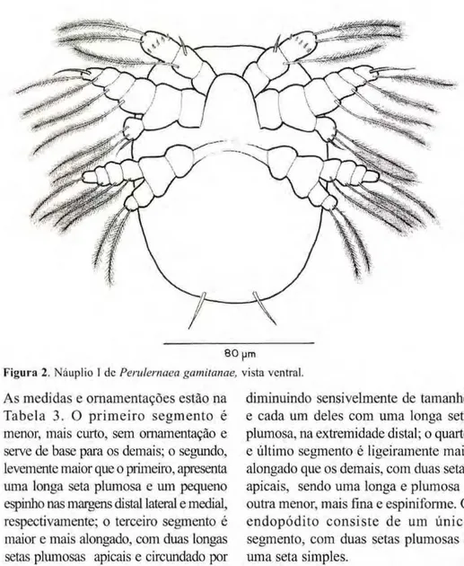 Figura 2. Náuplio I dc zyxwvutsrqponmlkjihgfedcbaZYXWVUTSRQPONMLKJIHGFEDCBA  Perulernaea gamitanae, vista ventral