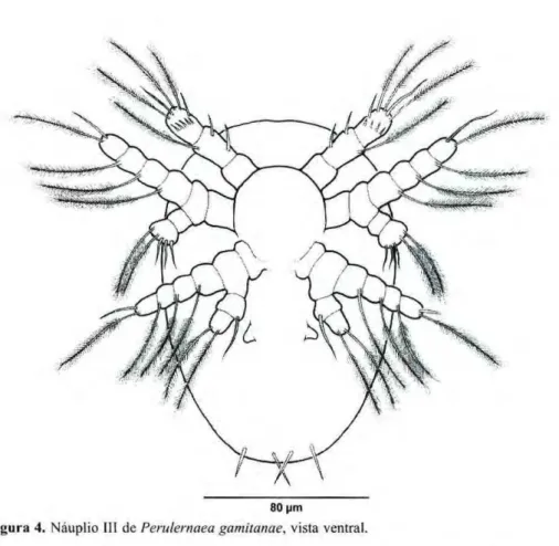 Figura 4. zyxwvutsrqponmlkjihgfedcbaZYXWVUTSRQPONMLKJIHGFEDCBA  Náuplio III de zyxwvutsrqponmlkjihgfedcbaZYXWVUTSRQPONMLKJIHGFEDCBA  Perulernaea gamitanae, vista ventral