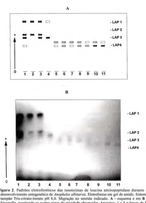 Figura 2. Padrões eletroforéticos das isoenzimas de leucina aminopeptidase durante o 