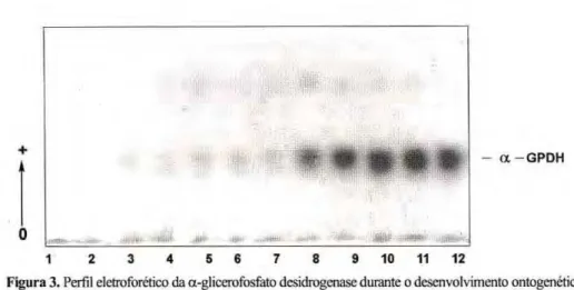 Figura 3. Perfil eletroforético da a-glicerofosfato desidrogenase durante o desenvolvimento ontogenético  dezyxwvutsrqponmlkjihgfedcbaZYXWVUTSRQPONMLKJIHGFEDCBA  Anopheles albitarsis