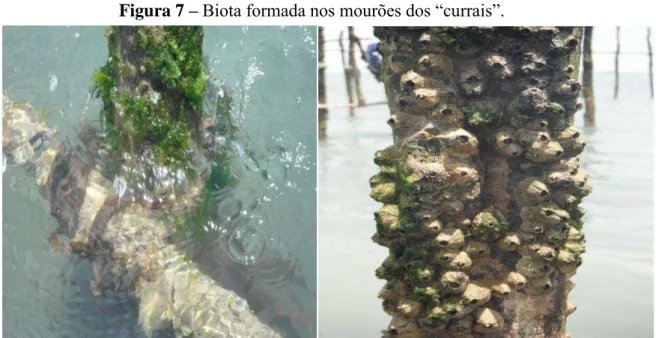 Figura 7  – Biota formada nos mourões dos “currais”.