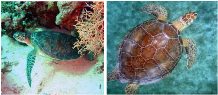 Figura 1. Chelonia mydas. Fotos retiradas de tartarugasmarinhas.pt e seestjohn.com 