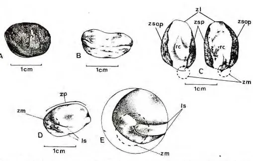 Figura 1. Morfologia da semente de araçá-boi zyxwvutsrqponmlkjihgfedcbaZYXWVUTSRQPONMLKJIHGFEDCBA  (Eugenia stipitata ssp