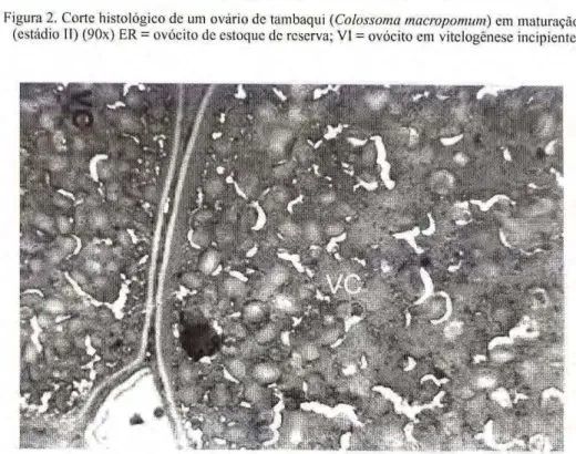 Figura 3. Corte histológico de um ovário de tambaqui (Colossoma macropomum) maduro (estádio  III) (220x)