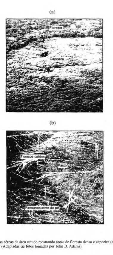 Figura zyxwvutsrqponmlkjihgfedcbaZYXWVUTSRQPONMLKJIHGFEDCBA  3. Vistas aéreas da área estudo mostrando áreas de floresta densa e capoeira (a) e área de  pastagens (b) (Adaptadas de fotos tomadas por John B