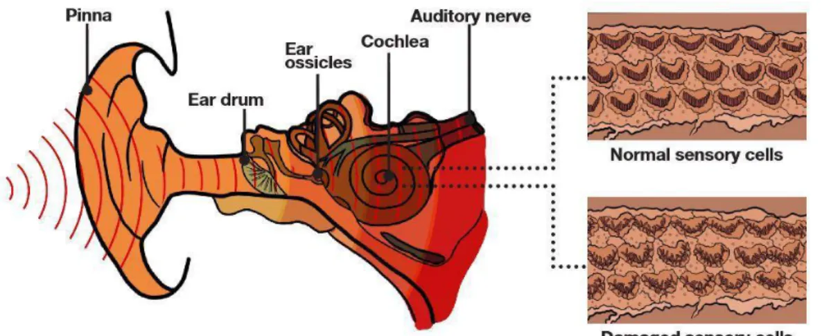 Figura 1: Percurso efectuado pelo som ao longo do ouvido 15 . 