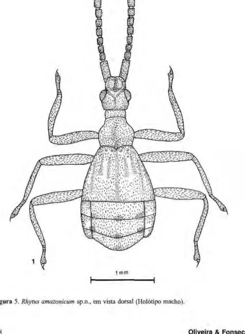 Figura 5.zyxwvutsrqponmlkjihgfedcbaZYXWVUTSRQPONMLKJIHGFEDCBA  Rhytus amazonicum sp.n., em vista dorsal (Holótipo macho)