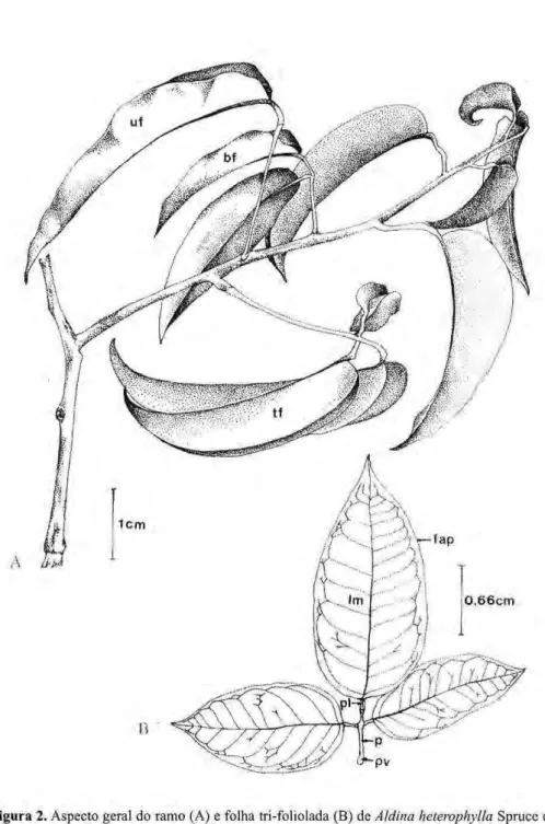Figura 2. zyxwvutsrqponmlkjihgfedcbaZYXWVUTSRQPONMLKJIHGFEDCBA  Aspecto geral do ramo (A) e folha tri-foliolada (B) dezyxwvutsrqponmlkjihgfedcbaZYXWVUTSRQPONMLKJIHGFEDCBA  Aldina heterophylla Spruce ex  Benth
