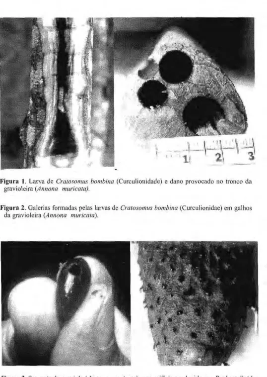 Figura 1.zyxwvutsrqponmlkjihgfedcbaZYXWVUTSRQPONMLKJIHGFEDCBA  Larva de zyxwvutsrqponmlkjihgfedcbaZYXWVUTSRQPONMLKJIHGFEDCBA  Cratosomus bombina (Curculionidade) e dano provocado no tronco da 