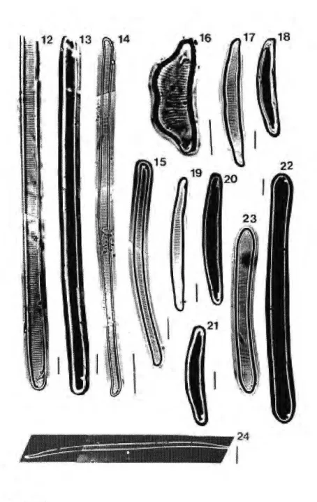 Fig. 12-13 - Eunotia sp. I 