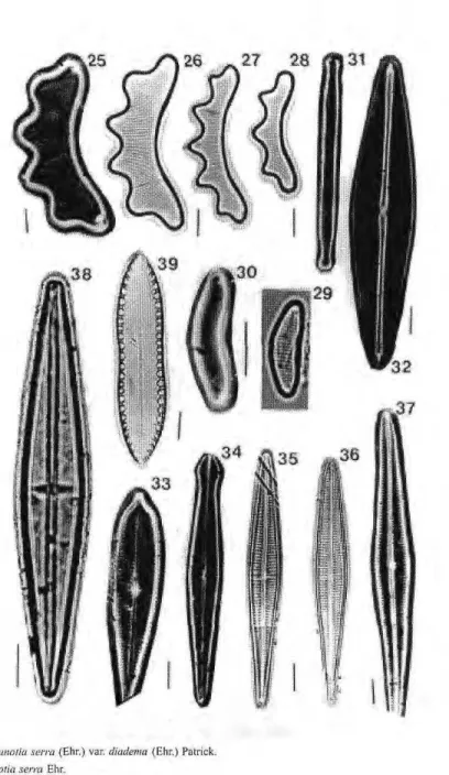 Fig. 25-26 - Eunotia serra (Ehr.) var. diadema (Ehr.) Patrick.  Fig. 27 - Eunotia serra Ehr