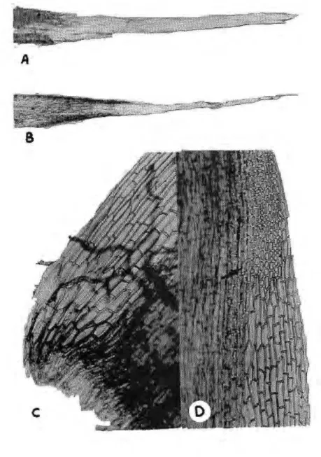 Figura 5. Campylopuspilifer. A) Ápice pilifero e bialino do filidio, 183X; B) Outro ápice, 73X; 
