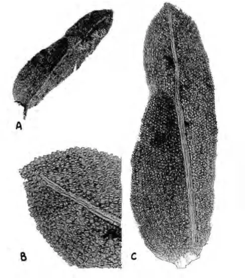 Figura 6. Fissidens allenianus. A) Filidio inteiro, 73X; Β ) Detalhe do ápice, evidenciando células 