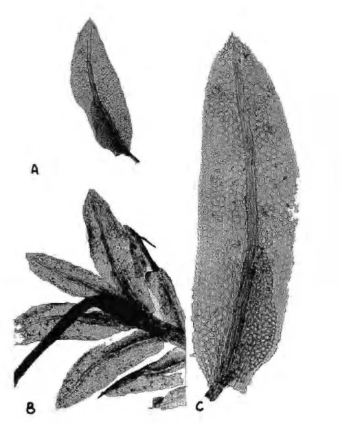 Figura 7. Fissidens pellucidus. A) Filidio inteiro, 73X; B) Ápice do caulídio, com disposição 