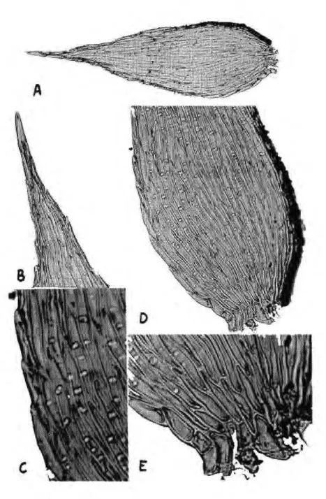 Figura 10. Taxithelium portoricense. A) Filidio inteiro, 183X; Β ) Ápice do filidio, 366X; C) 