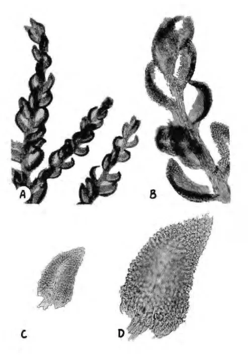 Figura 11. Cyrto-hypnum involvens. A) Detalhe dos ramos, 73X; Β ) Detalhe mais aumentado 