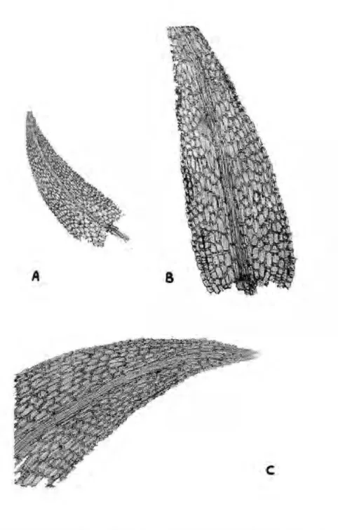 Figura 1. Philonotis hastata. A) Filídio inteiro, 73X; Β ) Detalhe das regiões mediana e basal, 183X; 