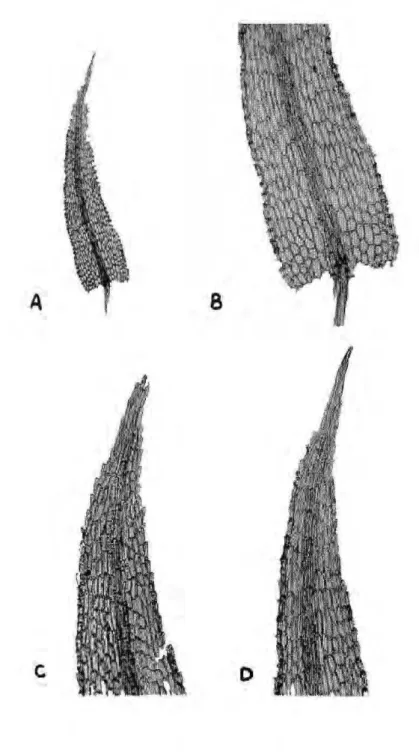 Figura 2. Philonotis uncinala. A) Filídio inteiro, 73X; Β ) Detalhe da região basal, destacando-