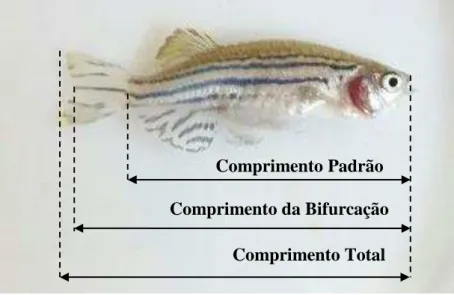 Figura  6  –   Esquema  representativo  das  medidas  de  comprimento  padrão,  comprimento  da  bifurcação e comprimento total para análise do crescimento de peixes-zebra  não-transgênicos e não-transgênicos