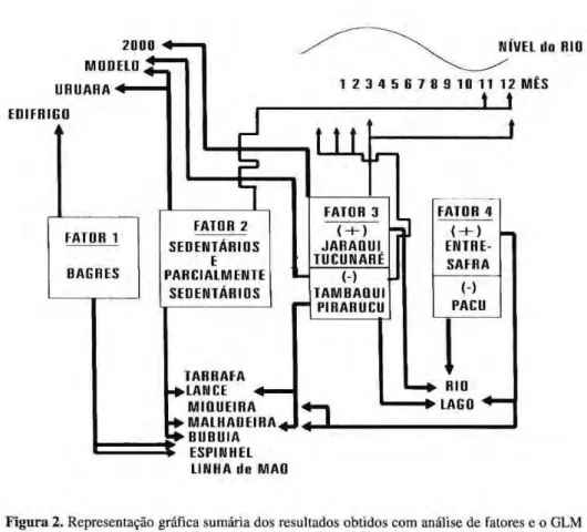 Figura   2 .  Representação gráfica sumária dos resultados obtidos com análise de fatores e o GLM  para a pesca na região do Médio Amazonas, desembarcada em Santarém em 1993, As flechas  assinalam as correlações mais fortes entre os fatores e as variáveis 