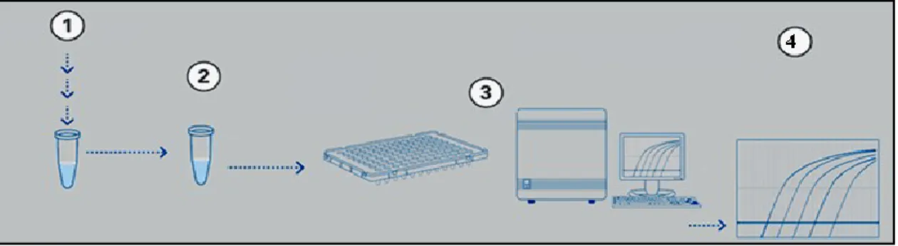 Figura 4. Fluxograma do Protocolo Experimental do RT-qPCR em Tempo Real. 1) Extracção de RNA  total; 2) Retrotranscrição específica do RNA alvo (RT); 3) Reacção de polimerização em cadeia quantitativa  (qPCR) detectada em tempo real; 4) Processamento dos d