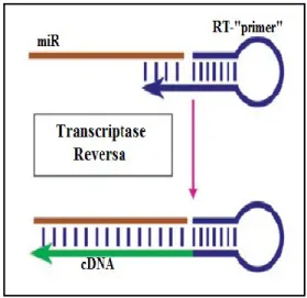 Figura 5. Transcrição Reversa na Quantificação  dos MicroRNAs por RT-qPCR em Tempo Real