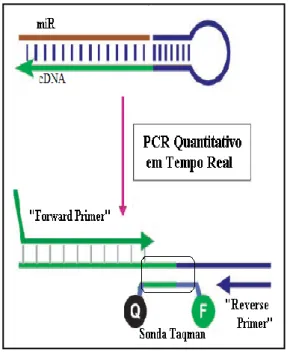 Figura 6. Sondas TaqMan® MGB na  Quantificação dos MicroRNAs por RT-qPCR  em Tempo Real