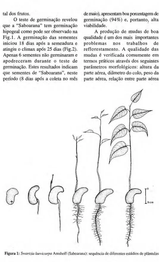 Figura 1: Swartzia laevicarpa Amshoff (Saboarana): seqüência de diferentes estádios de plântulas