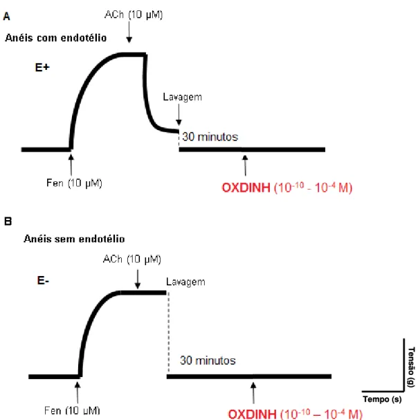 Figura  6:  Representação  esquemática  do  protocolo  experimental  para  avaliação  dos  efeitos de concentrações crescentes de OXDINH (10 -10 –10 -4 M, ambos) em anéis de artéria  mesentérica  superior  isolada  de  rato,  sobre  o  tônus  vascular  int