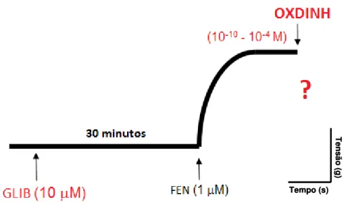 Figura  9:  Representação  esquemática  do  protocolo  experimental  para  avaliação  da  participação  do  K ATP   no  efeito  induzido  por  OXDINH  em  anéis  de  artéria  mesentérica  superior isolada de rato na ausência de endotélio funcional, pré-con