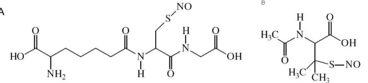 Figura 3 - Estrutura química de S-nitrosotióis. A – GSNO, um S-nitrosotiol endógeno  de vários tecidos, B - SNAP, um S-nitrosotiol sintético 