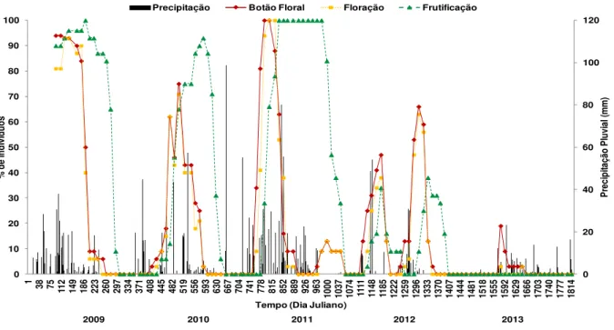 Figura  7.  Porcentagem  de  indivíduos  de  P.  pyramidalis  nas  fenofases  de  botão  floral,  floração e frutificação, durante realização do experimento (2009-2013)