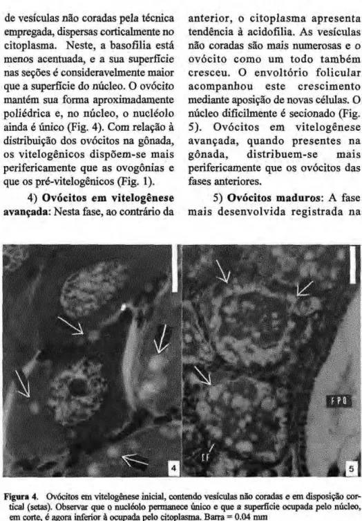 Figura 4. Ovócitos em vitelogênese inicial, contendo vesículas não coradas e em disposição cor- cor-tical (setas)