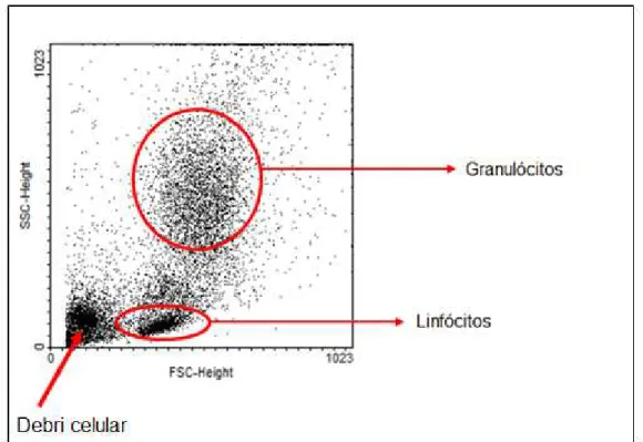 Figura  6.  Esquema  representativo  das  subpopulações  de  leucócitos,  por  tamanho  e  granularidade celular, após análise por citometria de fluxo 