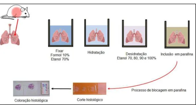 Figura 8. Esquema representativo da preparação do corte histológico pulmonar 