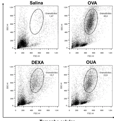 Gráfico 2. Efeito da ouabaína na porcentagem de granulócitos (eosinófilos e neutrófilos)  no BALF na inflamação alérgica pulmonar induzida por OVA 