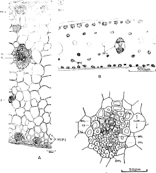 Figura 7. Folha de Encyclia tarumana Schltr. A: Corte transversal na região  d o  m e i o 
