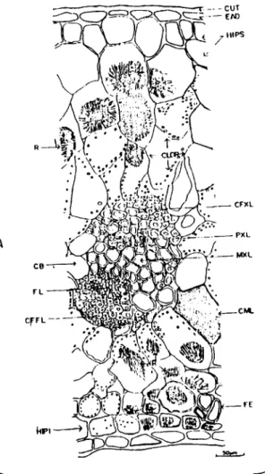 Figura 9. Folha de Encyclia vespa. A: Corte transversal na região do  m e i o .  C U T = Cutícula;  EAD = Epiderme adaxial; HIPS =  H i p o d e r m e superior; R = Rαfides;  C L O R =  C l o r κ n q u i m a ;  CFXL = Capa de fibras  d o xilema;  P X L = pr