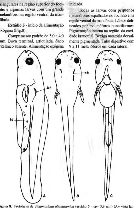 Figura 8. Protolarva de Potamorhina altamazonica (estádio 5 - cp= 3,9 mm) (A= vista lat- lat-eral; B= vista dorsal;  C = vista ventral; cb= cavidade branquial; bn= bexiga natatòria; tb= tubo  digestivo) 