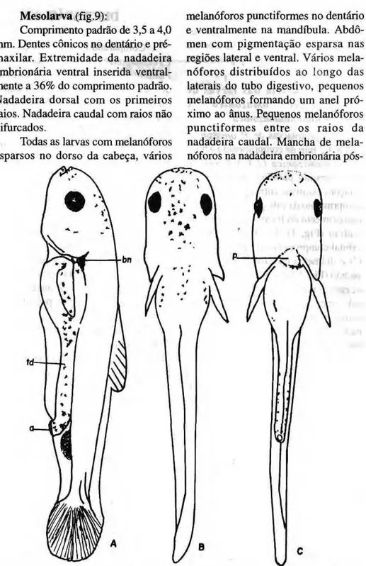 Figura 9 Mesolarva de Potamorhina altamazonica (cp= 4,0 mm) (A= vista lateral; B= vista  dorsal;  C = vista ventral; td= tubo digestivo; a= ânus; bn= bexiga natatòria; p= pericàrdio) 