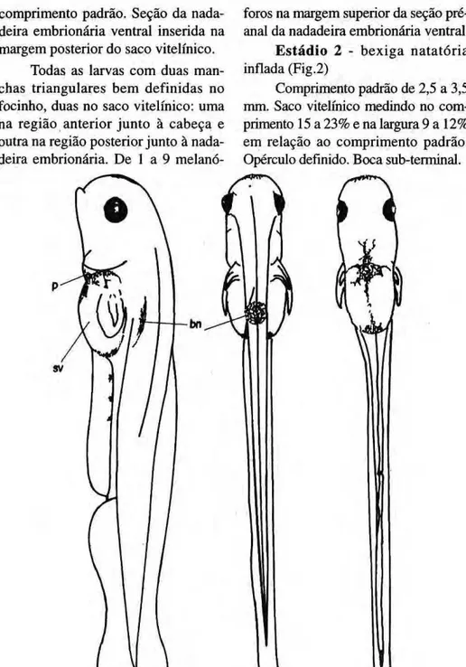 Figura 2: Protolarva de Psectrogaster amazônica (estádio 3 - cp= 3,5 mm) (A= vista lateral;  B= vista dorsal; C= vista ventral; bn= bexiga natatòria; sv= saco vitelínico; p= pericàrdio)